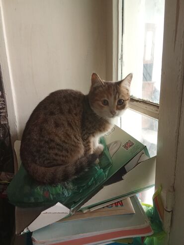 Pişiklər: Şotland uzun tüklü, Yaxşı əllərə, Ünvandan götürmə, Pulsuz çatdırılma, Ödənişli çatdırılma — 15