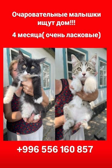 лекарство для животных: Мышык бекер берилет: Породасыз, 4 айлык, Ургаачы, Лотокко барууга үйрөтүлгөн, Курттардан тазаланган