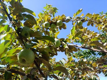 Продажа домов: Дом, 300 м², 4 комнаты, Собственник, Косметический ремонт at lalafo.kg — 18 Продажа домов: Дом, 300 м², 4 комнаты, Собственник, Косметический ремонт — 18