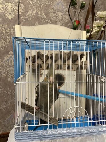 Amadinlər: Növ: karella (papuqayı) – boz rəng çalarları, yanaqlarda narıncı — 1