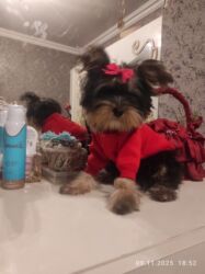 вольер для йорка: Yorkşir teryer, 4 ay, Dişi, Peyvəndli, Ünvandan götürmə, Ödənişli çatdırılma