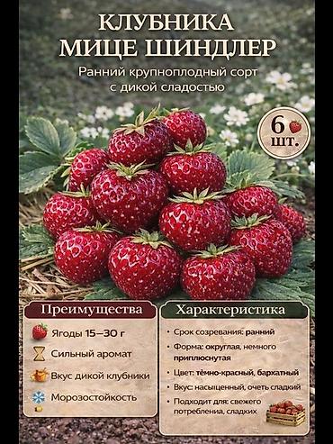моно моно: Продаю очень реткй сорт клубники очень сочная сладкая вкусная сорт — 8