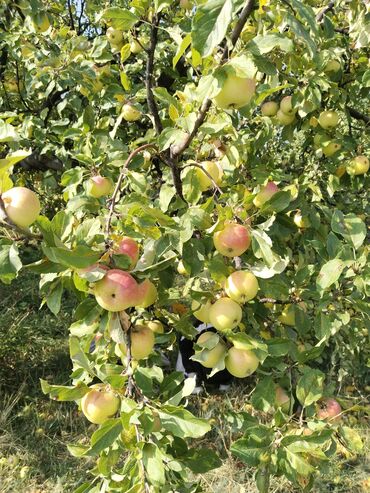 продам яблоки: Яблоки В розницу