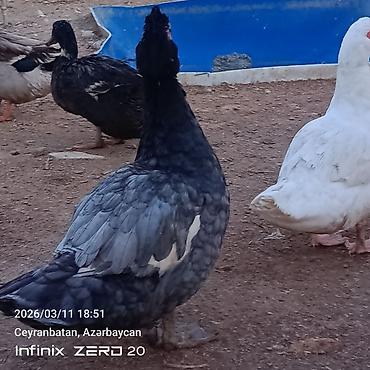 Ördəklər: Satılır hamsı bir yerdə — 13