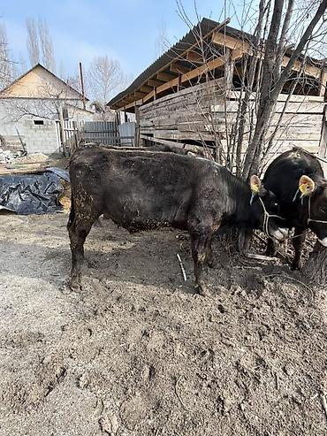 Коровы, быки: Продаю | Бык (самец) | Швицкая | На откорм | Привязанные — 4