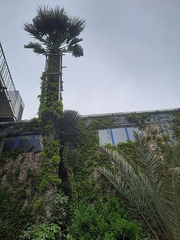 palmalar: Dekorativ palma ağacı – Washingtonia robusta (fan-palma) - Növ — 1