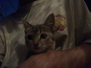 объявления про котят: Кошка даром: Беспородная, 2 месяца, Девочка — 3