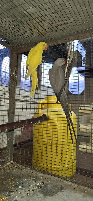 Птицы: Попугаи: Ожереловые (экзоты), Неразлучники и Волнистые ​Описание — 5