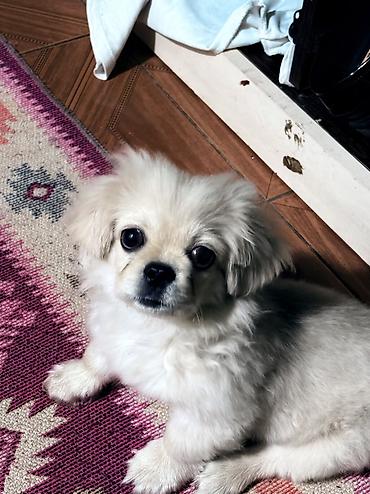 heyvan yemleri: Pekines, 4 ay, Erkək — 5