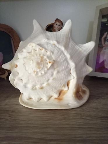 Другой декор и предметы интерьера: Dekorativ böyük dəniz ilbizinin qabığı - Material: təbii dəniz qabığı — 2