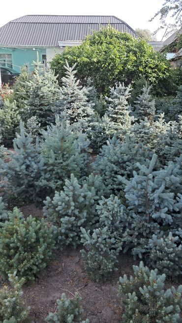 Декоративные деревья: Саженцы деревьев: Ели — 10