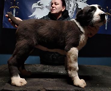 Psi: Psi na lalafo.rs — 3 Psi: Psi — 3