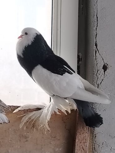 Göyərçinlər: Məhsul: Qüvərcinlər (dekorativ və uçuş növləri) Təsvir: - Rənglər — 15