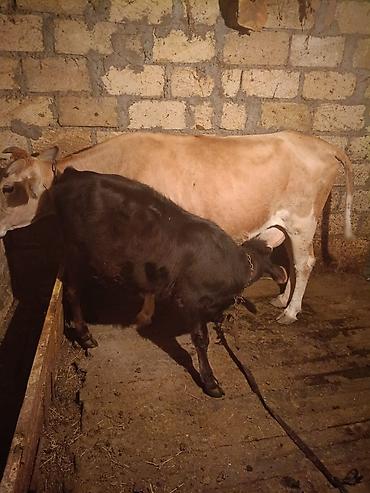 bogaz inək: 1. Gündə 8 litr süd verir 2. Balası 7 aylıqdı dişidi 3. Boğazdı 3 — 2