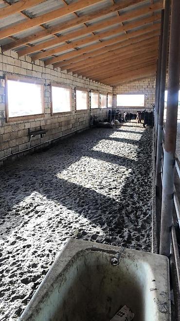 Kommersiya daşınmaz əmlakının satışı: 150 HEKTAR ƏRAZİ satılır İMİŞLİDƏ 110 HEKTAR Mülkiyyət Əkin — 21