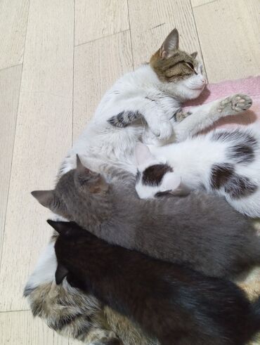 бенгальский кот: Отдам трёх котят в хорошие руки, двух месячные все мальчики, игривые