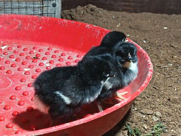 Toyuqlar: Toyuq, Australorp, Damazlıq, Ödənişli çatdırılma — 2