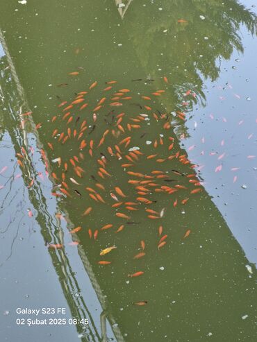 Balıqlar: Qızıl balıq, Sülhsevər, Ünvandan götürmə — 4