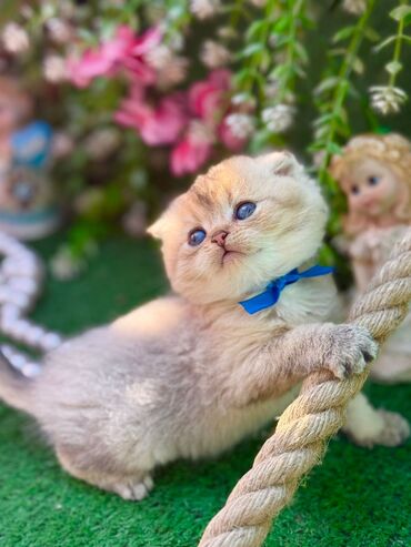 Pişiklər: Britan — 9