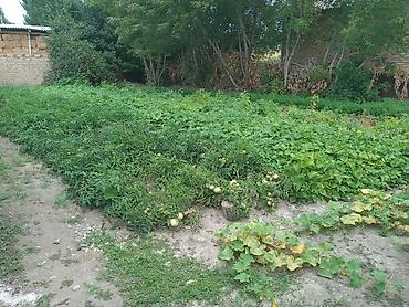 Продажа коттеджей и домов: Талас Алексеевкадан 6- комнаталуу там сатылат, бакчада алма, орук — 12