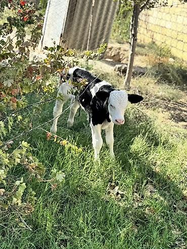 Телята: Erkək simmental buzov. Tam sağlamdır. 5 günlükdür. Super buzovdur — 2