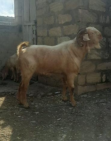 heyvanlar: 1 yaş 2 aylığ hələb təkəsi — 5
