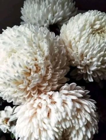 Seeds and seedlings: Hrizanteme – razne boje i oblici cveta - Vrste/boje: ružičasto-belo — 4