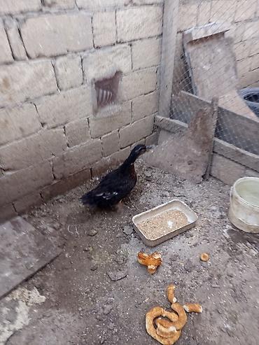 qaz ordey: Salam sort ördək 🦆 satılır heçbir xəsdəliyi yoxdur qiyməti 20 manat — 5