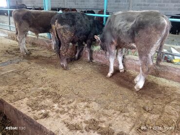 сколько стоит кролик: Сатам | Бука (эркек) | Швиц | Бордоп семиртүү үчүн, Көбөйтүү үчүн | Жасалма уруктандырылган lalafo.kg да сколько стоит кролик: Сатам | Бука (эркек) | Швиц | Бордоп семиртүү үчүн, Көбөйтүү үчүн | Жасалма уруктандырылган