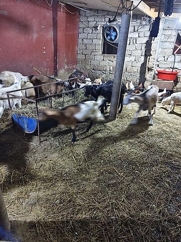 hunduşqa balası: Satış: yerli keçilər sürüsü Məhsul təsviri: - Şəkillərdə görünən — 1