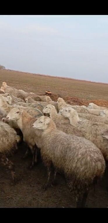 qurbanliq qoyun qiymetleri 2021: 300 baş qoyun,350 baş quzu ana bala tatallar sortu yayda Kəlbəcərdə