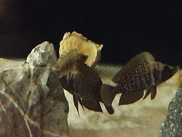 Balıqlar: Cixlid balığı -da lalafo.az — 3 Balıqlar: Cixlid balığı — 3