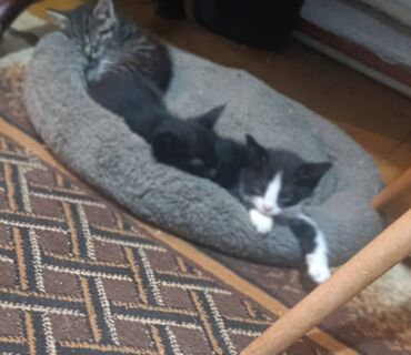 котята в добрые руки бесплатно: 2 айлык, Ургаачы, Курттардан тазаланган