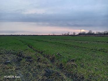 Torpaq sahələrinin satışı: 200 sot, Kənd təsərrüfatı, Texniki pasport — 4