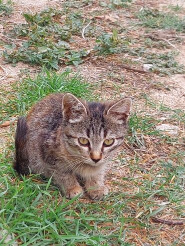 Pişiklər: Yaxşı əllərə -da lalafo.az — 10 Pişiklər: Yaxşı əllərə — 10