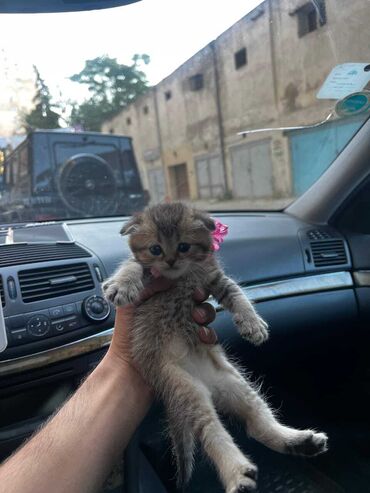 pişik dişi: Tabbi, Dişi