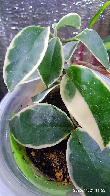 Хойи: Хойя вариегатная (Hoya carnosa variegata) — компактные укоренённые — 9