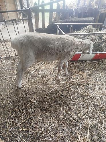 Баран, овца: Продаю | Овца (самка) | Для разведения | Матка — 11