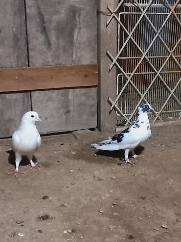 Голуби: Məhsul: Ev göyərçinləri (cüt) Təsvir: - Rənglər: biri tam ağ, digəri — 2