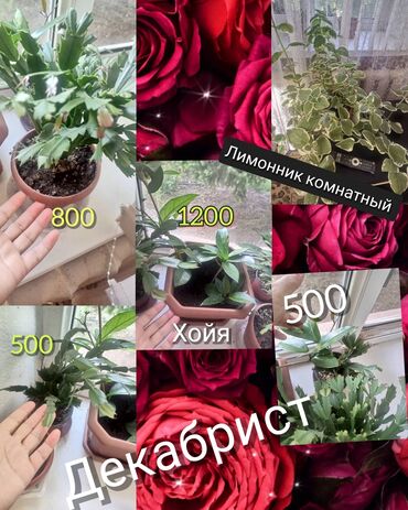 отдам даром мебель: Комнатные цветы. район ламидинского рынка алматинкой Школьная
