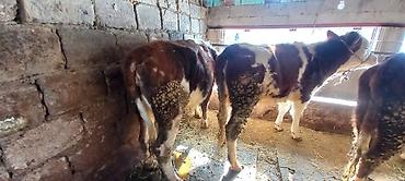 Коровы, быки: Продаю | Корова (самка) | Для разведения | Привязанные — 11