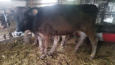 Коровы, быки: Продаю | Тёлка | На откорм — 9