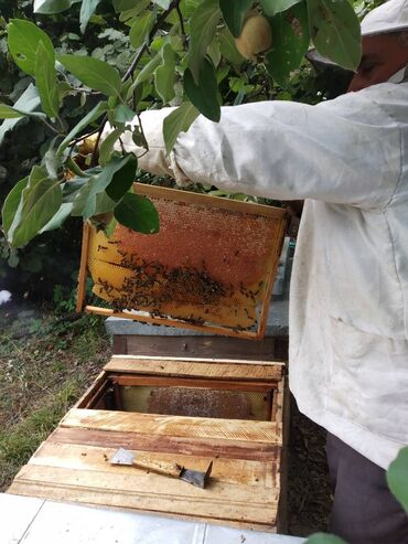 bal arısı satışı: Ismayilli mese bali. 1 kg - 30 azn Ariciliq teserrufati Ismayilli