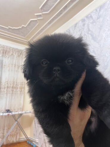 mini itlər: Pekines, 2 ay, Erkek, Peyvəndli