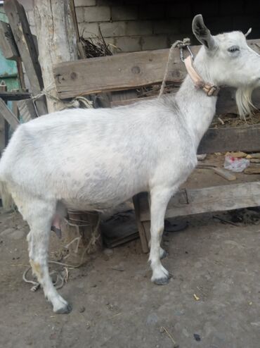 чешский коза: Продаю | Коза (самка) | Для молока