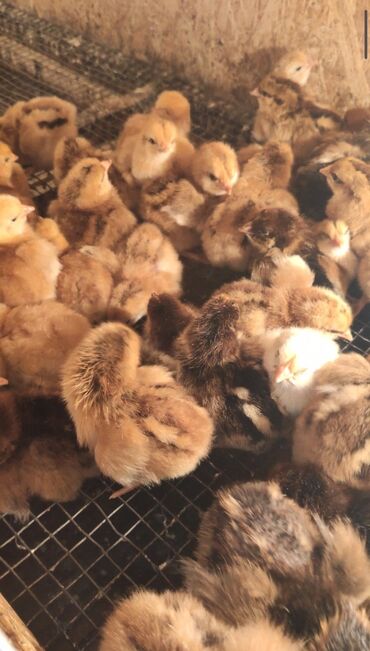 фазан цена бишкек: Суточные цыплята Тоджон, цена 130с Бишкек