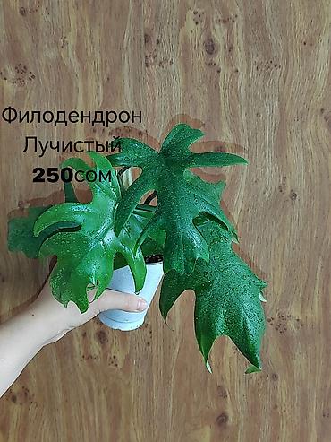 неделю: Комнатные растения — саженцы и черенки. 1) Живое дерево (лечебное) — — 7