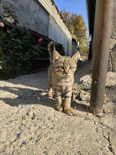 котёнок в добрые руки: 2 айлык, Ургаачы, Лотокко барууга үйрөтүлгөн