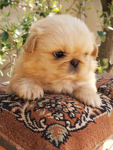 İtlər: Pekines — 8