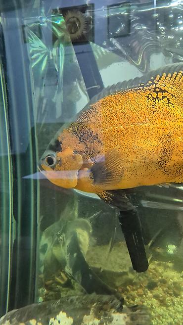 Балыктар: Астронотусы (Oscar, Astronotus ocellatus) — крупные декоративные — 5